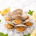 Fresh thin-shell coquina clams on ice with lemon (1)